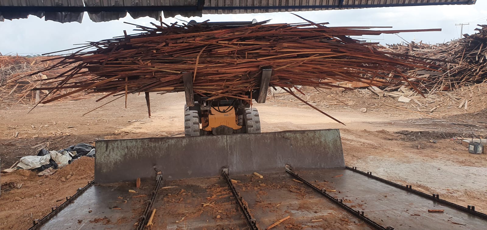 Carregadeira alimentando a esteira com madeira de manejo